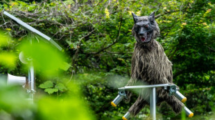 Jap&oacute;n instala c&aacute;maras en monta&ntilde;as ante el aumento de los ataques de osos