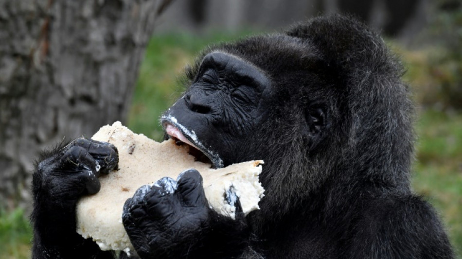 Älteste Gorilladame der Welt feiert 65. Geburtstag im Berliner Zoo