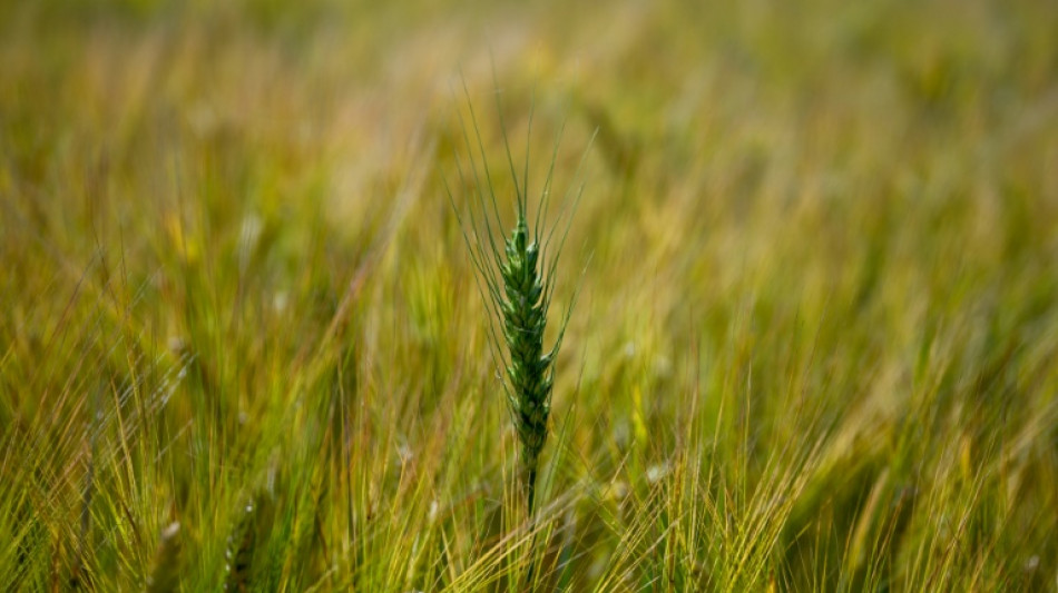 Argentina restablece los impuestos a las exportaciones agr&iacute;colas; mantiene la exenci&oacute;n a la carne