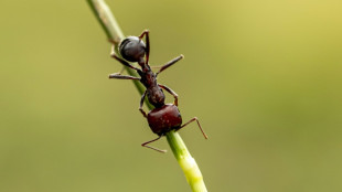 Kenya's new poaching problem: smuggling Giant Harvester Ants 