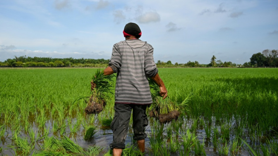 Malaysia plans cloud seeding for drought-hit 'rice bowl'