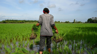 Malaysia plans cloud seeding for drought-hit 'rice bowl'