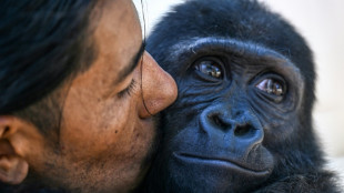 Rescued baby gorilla to stay in Istanbul after DNA test