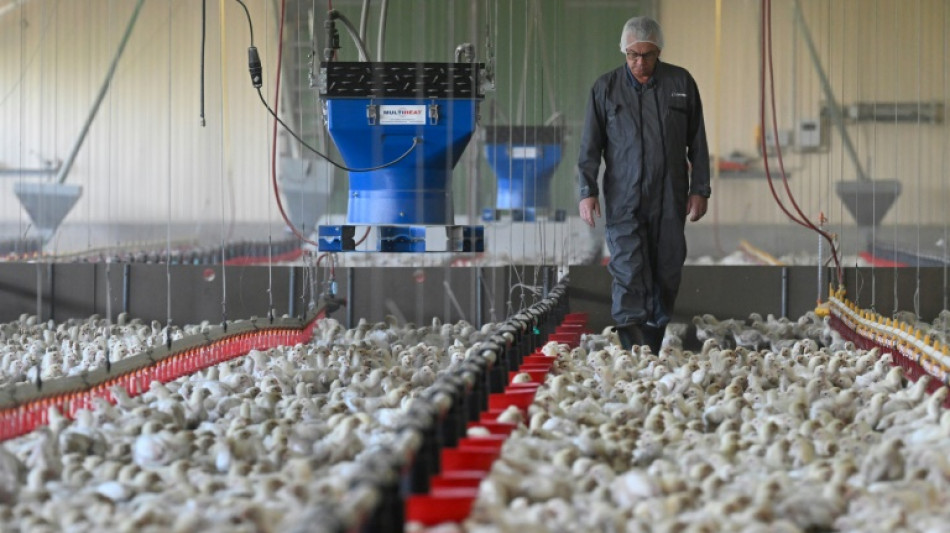 Can factory chicken really help save the climate?
