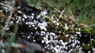 Plastic pellets blight Belgian town as EU weighs action