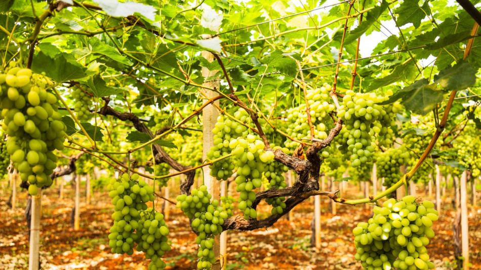Uva da tavola, export record sfiora il miliardo di euro, 60% &egrave; pugliese