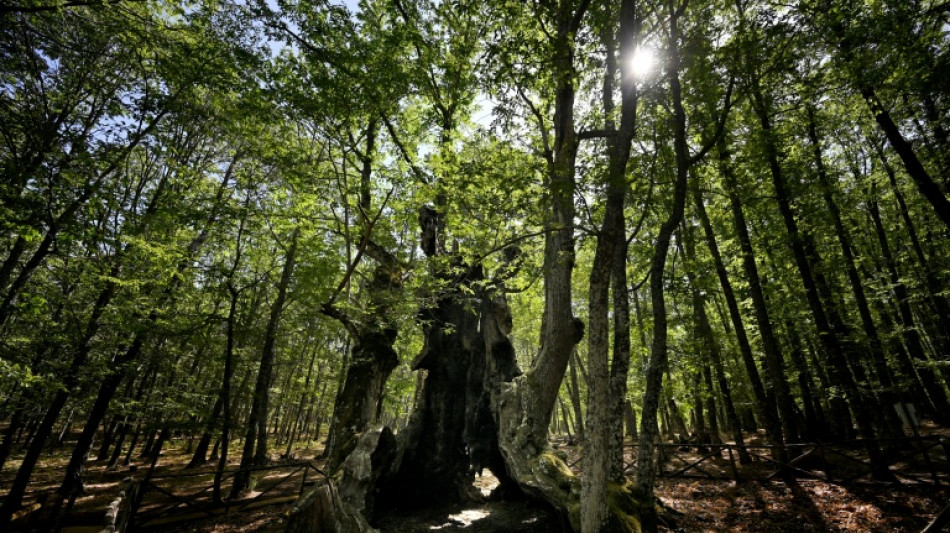 Espagne: des habitants ont sauv&eacute; des flammes un arbre remarquable de 500 ans