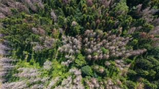 Urteil rechtskr&auml;ftig: Wandern im Wald erfolgt auf eigene Gefahr