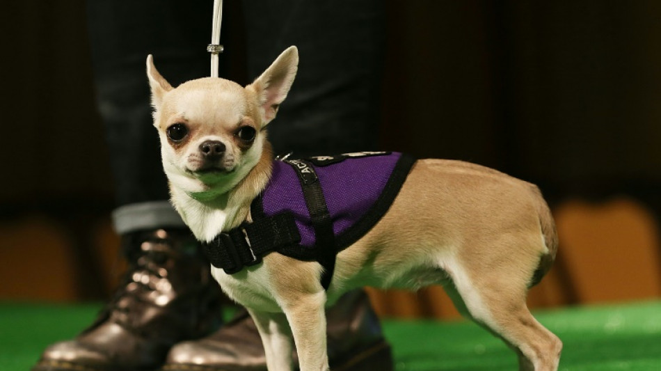 Mann schleudert Chihuahua auf Boden: Hund in Niedersachsen beim Gassigehen get&ouml;tet