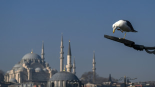 Nearly an own gull! CPR performed on bird at Turkey football match