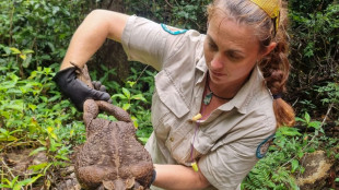 Australian rangers find 'monster' 2.7 kg cane toad