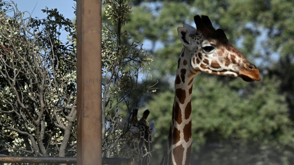 Des tigres imperturbables mais des soigneurs terrifi&eacute;s: un zoo pr&egrave;s de Madrid face &agrave; l'avanc&eacute;e du feu