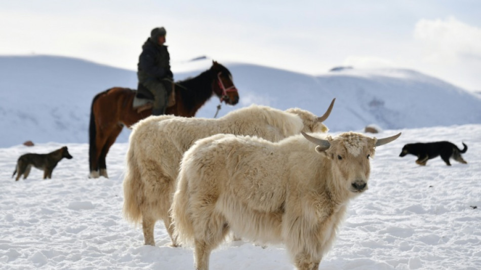 Yak hack: Kyrgyz want the world to love their blonde bovine beauties