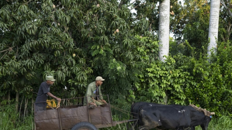 Tractors out, oxen in for fuel-starved Cuban farms 