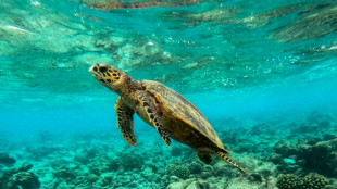 Los arrecifes coralinos del mundo traspasan el l&iacute;mite de supervivencia