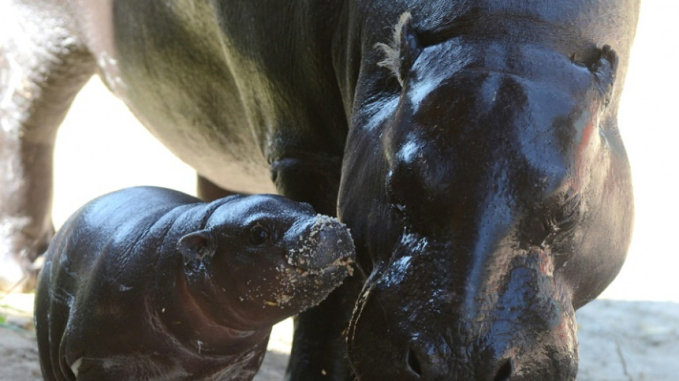 Namenssuche abgeschlossen: Zwergflusspferdbaby in Berliner Zoo hei&szlig;t Toni 