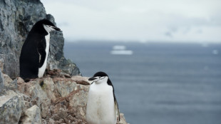 Penguins snatch 11 hours of sleep through seconds-long micronaps