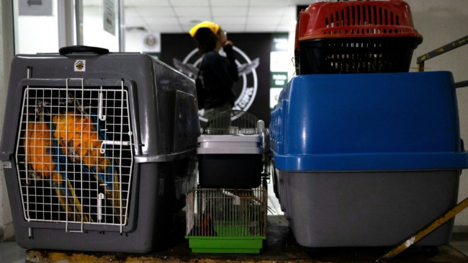 Tucanes, tortugas y monos rescatados en una megaoperación contra el tráfico de animales en Brasil