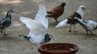 Wildlife rescuers help birds survive Pakistan's hotter summers