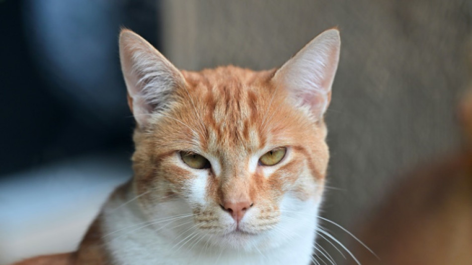 Des croquettes m&eacute;dicaments pour chats malades mais r&eacute;calcitrants