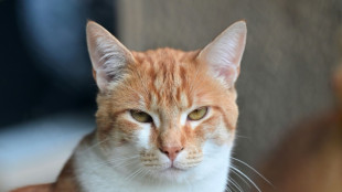 Kater Carlos von Feuerwehr in Nordrhein-Westfalen aus Schleusenkammer gerettet