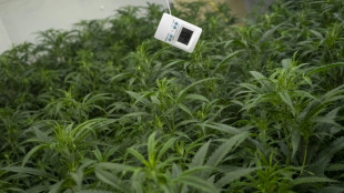 Rescatados tres walab&iacute;es y otros animales maltratados en una finca de marihuana en Espa&ntilde;a