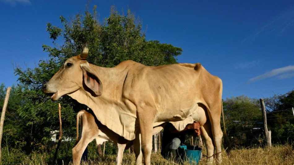 Seca causada pelo El Ni&ntilde;o assola a Am&eacute;rica Central