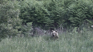 Dans le nord de la Gr&egrave;ce, le retour des ours bruns inqui&egrave;te la population