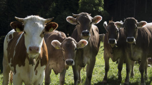 Donna uccisa da una mandria di mucche in Austria