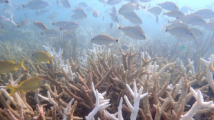 'Functionally extinct': Heat wave left Florida coral species on brink