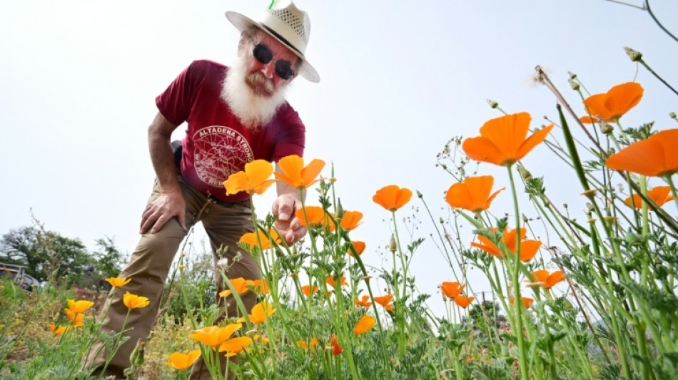 A Los Angeles, le retour des fleurs apaise la douleur des incendies