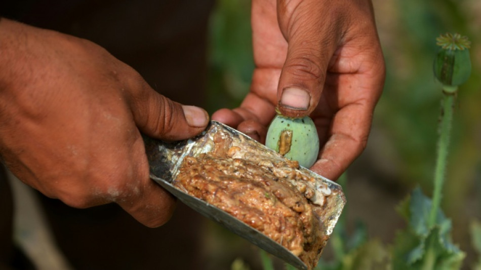 El cultivo de opio en Afganist&aacute;n se redujo un 20% en 2025, seg&uacute;n la ONU