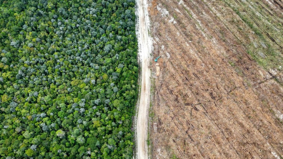 Une for&ecirc;t indon&eacute;sienne ras&eacute;e pour un fabricant d'emballages "neutres en carbone"