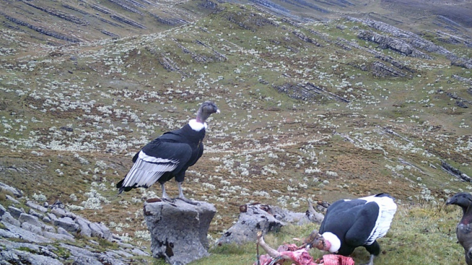 Once the enemy, majestic condor wins hearts of Colombian farmers