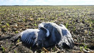 Espa&ntilde;a confinar&aacute; las aves de corral en varias regiones por la gripe aviar