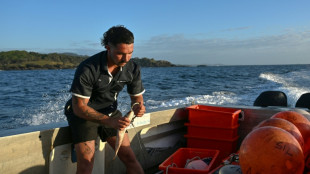 Une course effr&eacute;n&eacute;e vers les grands requins blancs d'Australie