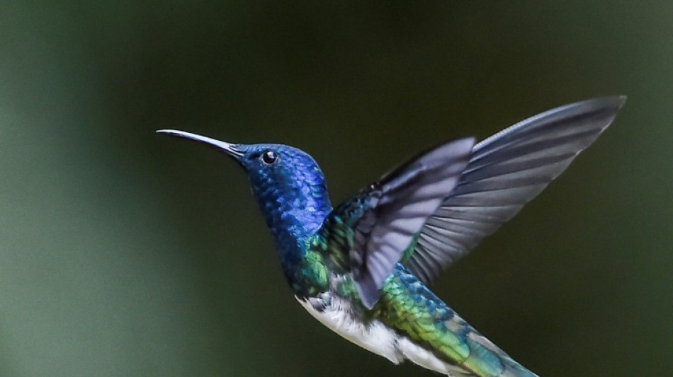 Des colibris femelles se d&eacute;guisent en m&acirc;le pour &eacute;viter leurs agressions 
