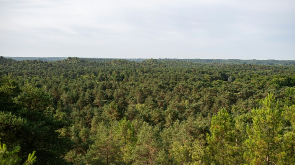 La for&ecirc;t de Fontainebleau, poumon vert de Paris et joyau de biodiversit&eacute;