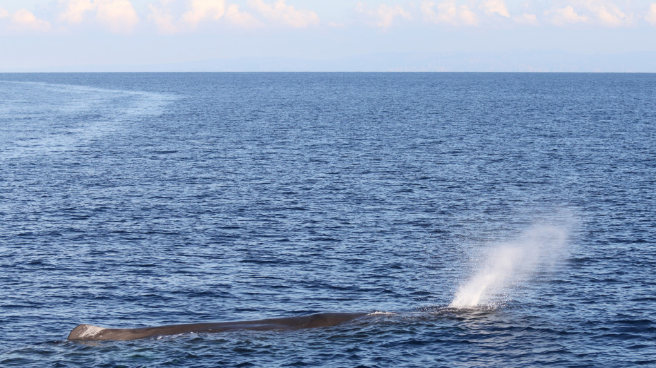 Capodogli rischio estinzione avvistati nel canyon di Castelsardo