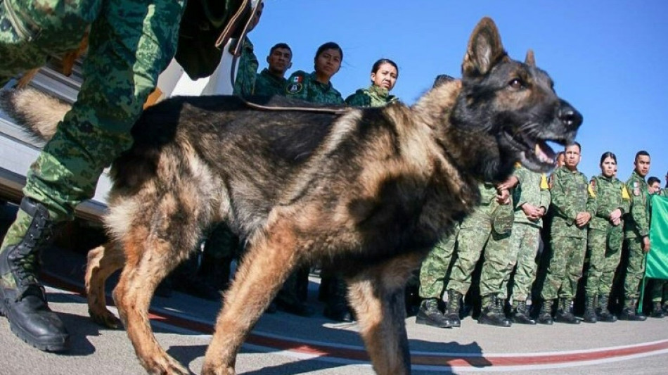 Muere en un derrumbe en Turqu&iacute;a perro rescatista de M&eacute;xico