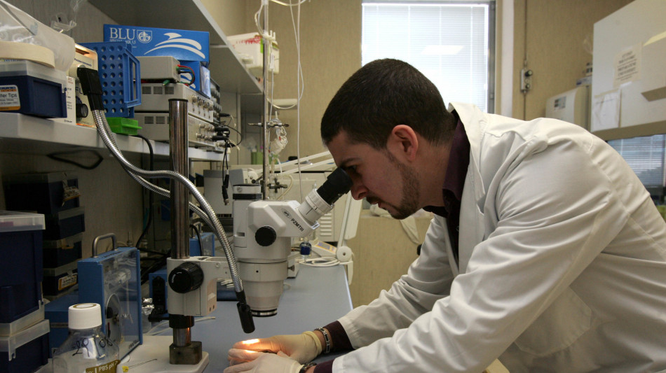 I primi organoidi del cervello che possono essere addestrati