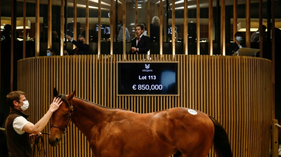 Cheval de course : la possibilit&eacute; "d'acheter une patte" sans &ecirc;tre millionnaire
