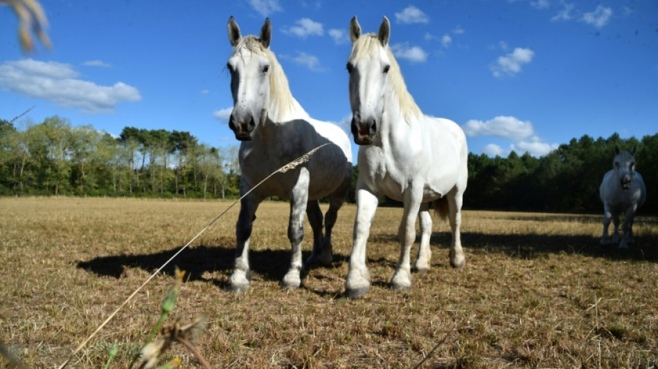Kind vertreibt nackten Mann aus Reitstall in N&uuml;rnberg