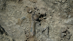 Gr&egrave;ce: d&eacute;couverte des fossiles de dix hippopotames nains en Cr&egrave;te