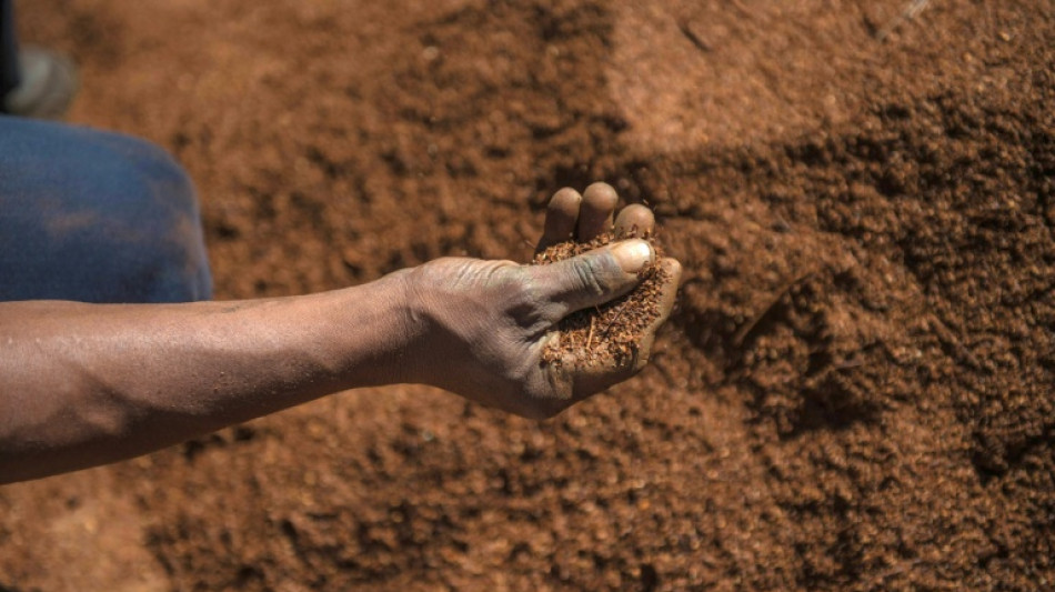 Des graines de rooibos sud-africain en route vers l'espace