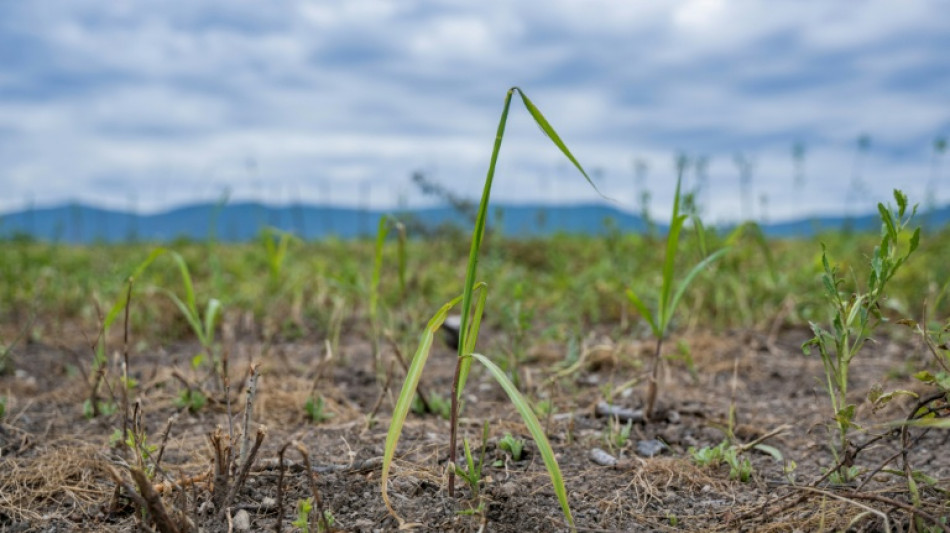 NATO project tests perennial grass to clean Ukraine's war-hit soil