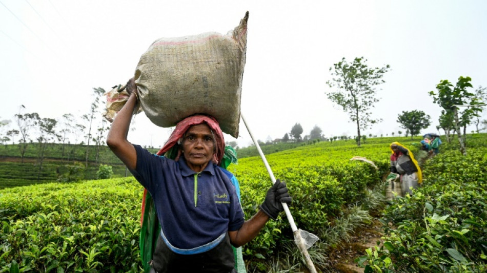 Tea trouble brews for Sri Lankan presidential&nbsp;hopefuls
