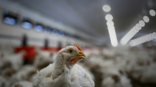 Niedersachsen: Feuer in Gefl&uuml;gelstall t&ouml;tet rund 18.000 Legehennen 