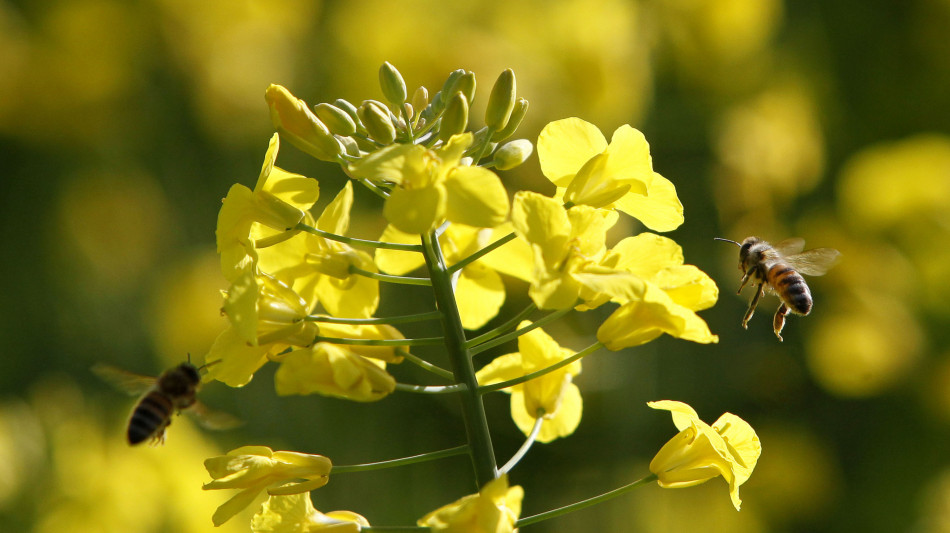 Api selvatiche minacciate in Europa, aggiornata la Lista Rossa