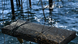 Les canicules, une "h&eacute;catombe invisible" dans les &eacute;cosyst&egrave;mes marins